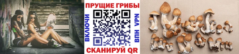 Галлюциногенные грибы MAGIC MUSHROOMS  Купить закладки  Нарткала 